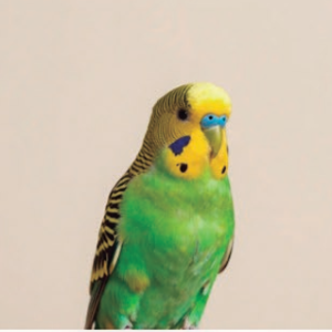 Comedouro para aves — produto temporário