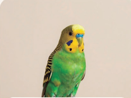Aves