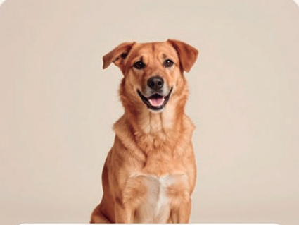 Cães