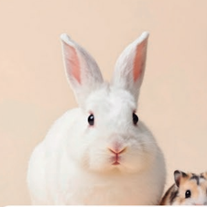 Comedouro para pequenos pets — produto temporário